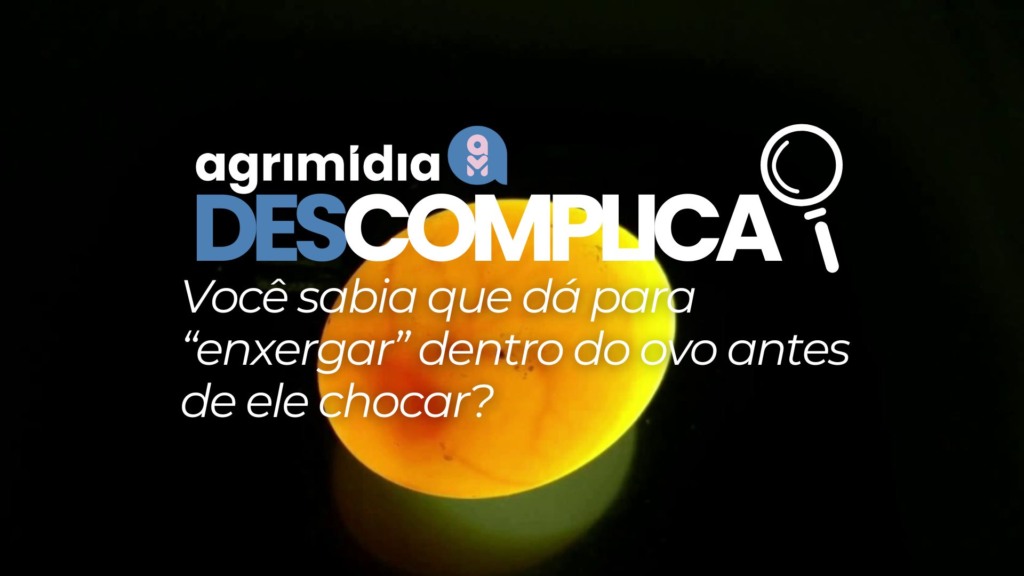 Agrimidia Descomplica: Você sabia que dá para “enxergar” dentro do ovo antes de ele chocar? Descubra a ovoscopia!