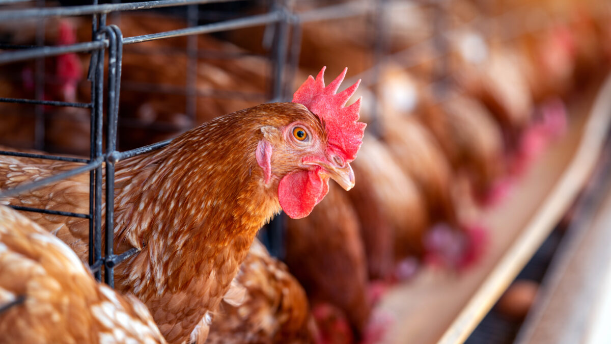Abatedouro de aves é interditado em Morrinhos (GO) por danos ambientais e operação irregular