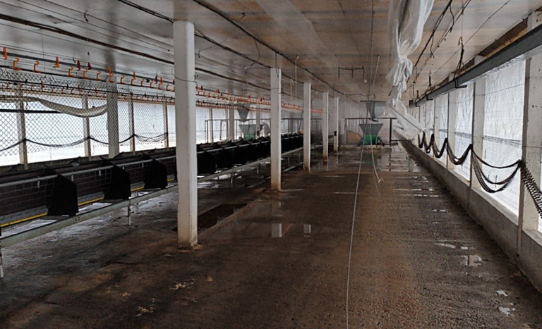 Após desinfecção, área afetada em Montenegro (RS) entra em vazio sanitário de 28 dias Após desinfecção, área afetada em Montenegro (RS) entra em vazio sanitário de 28 dias