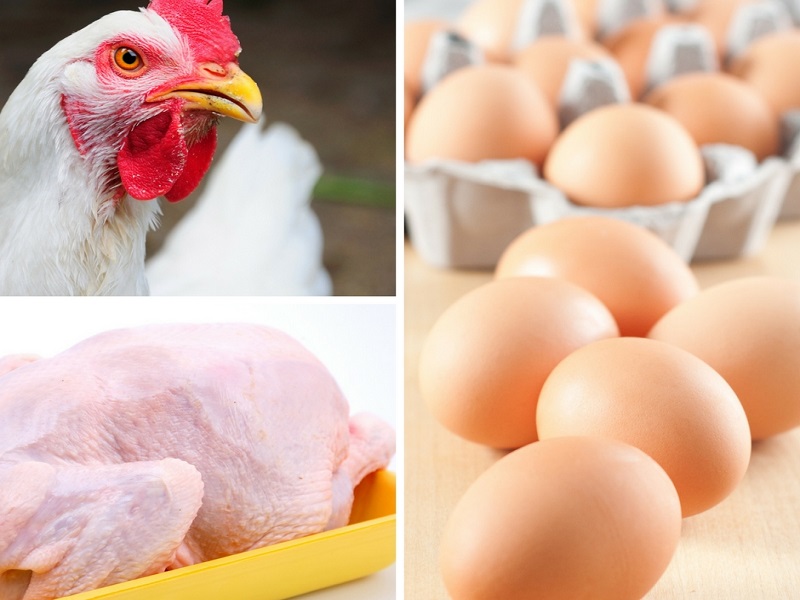 Indústria de ovos dos EUA transiciona para setor de valor agregado impulsionado por produção cage-free