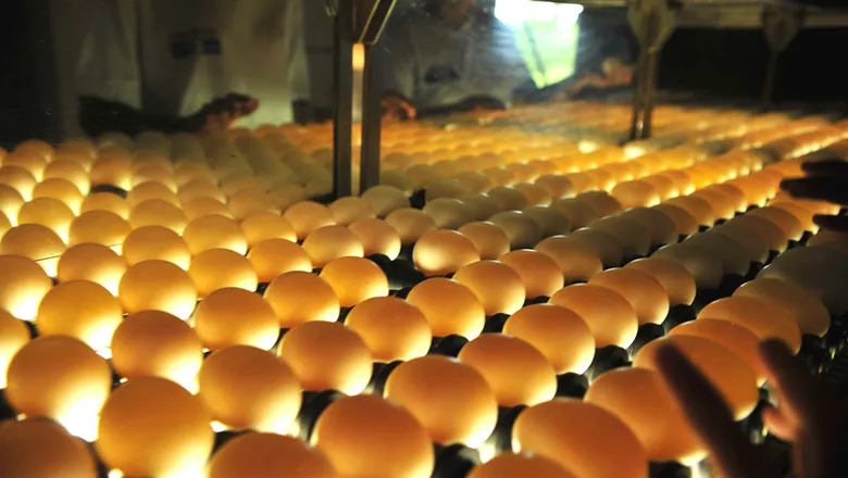 Medida preventiva: Minas Gerais descarta 450 toneladas de ovos férteis após caso de Influenza Aviária no RS