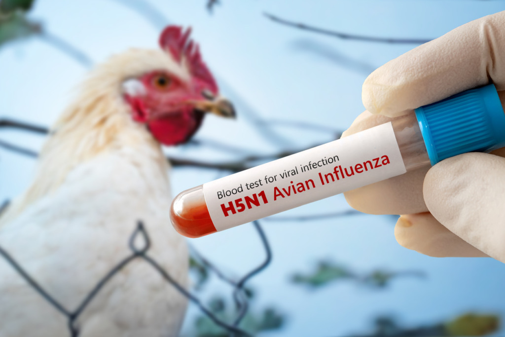 Entenda o impacto da Influenza Aviária nas vendas de aves brasileiras ao exterior
