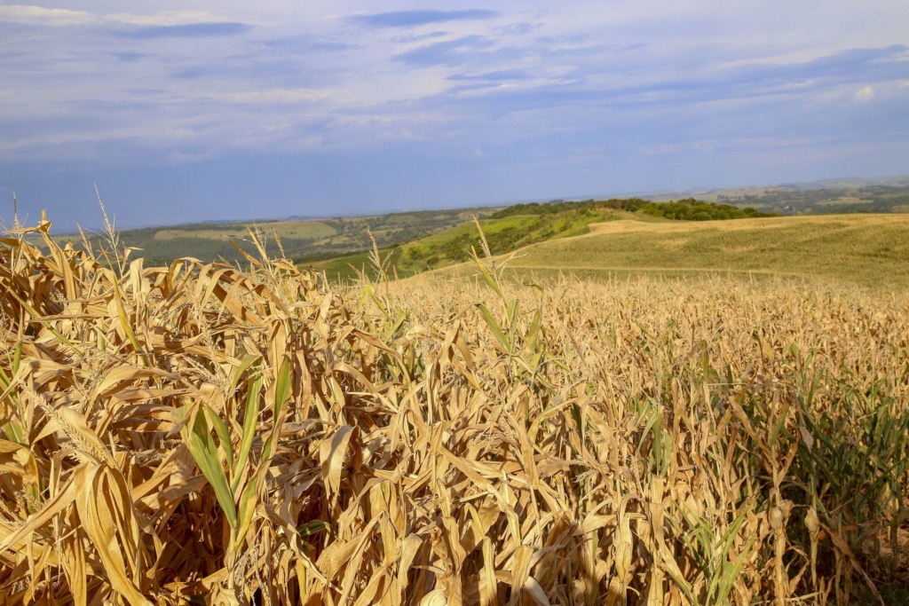 Colheita do milho de inverno acelera e atinge 28,5% da área no Brasil Colheita do milho de inverno acelera e atinge 28,5% da área no Brasil