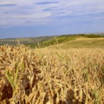Colheita do milho de inverno acelera e atinge 28,5% da área no Brasil