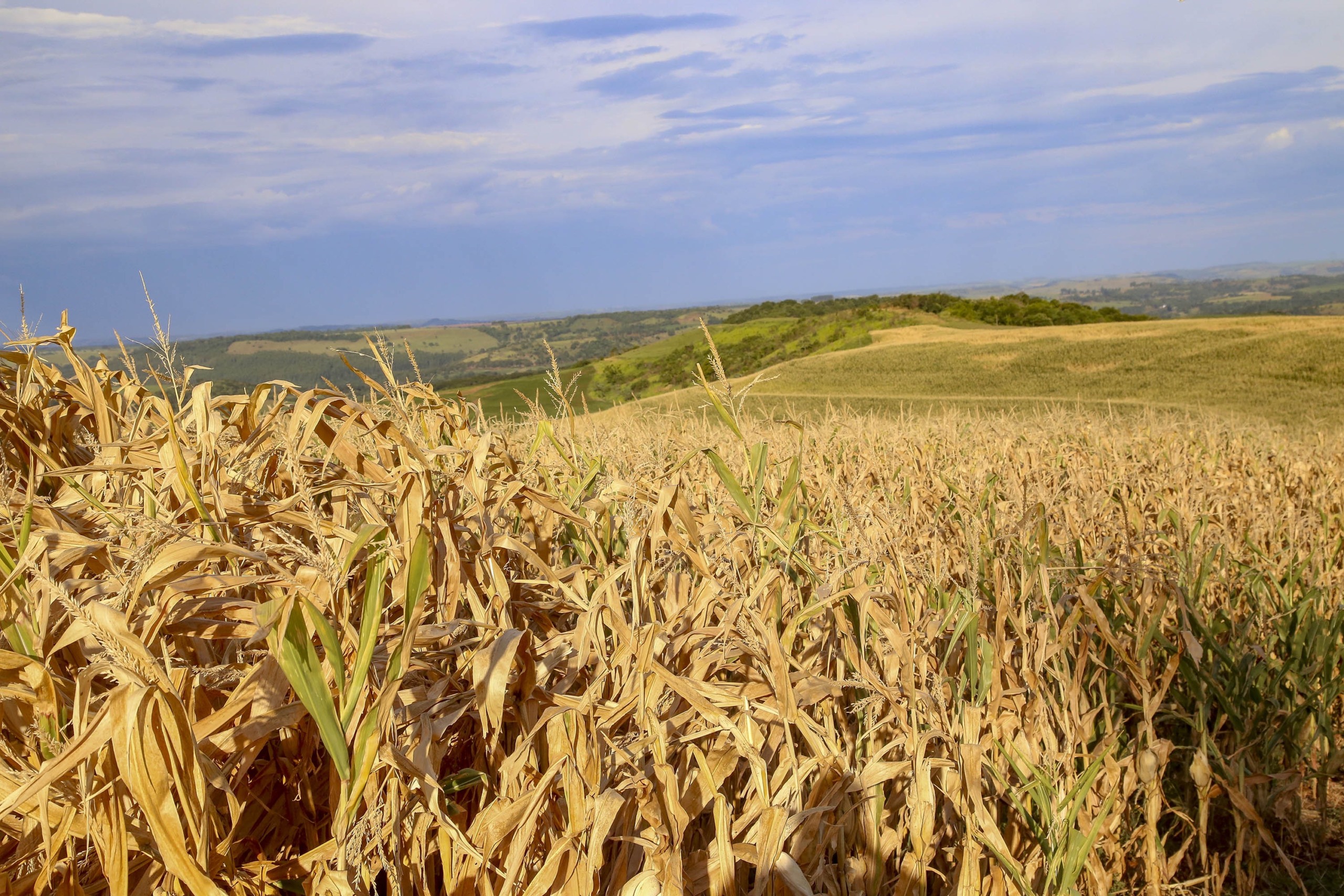 Colheita do milho de inverno acelera e atinge 28,5% da área no Brasil