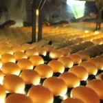 Ciência sobre dor embrionária reformula debate e acelera tecnologias de sexagem in ovo