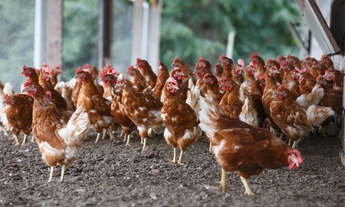 Avicultura Internacional: ordem de alojamento obrigatório para aves será suspensa na Inglaterra