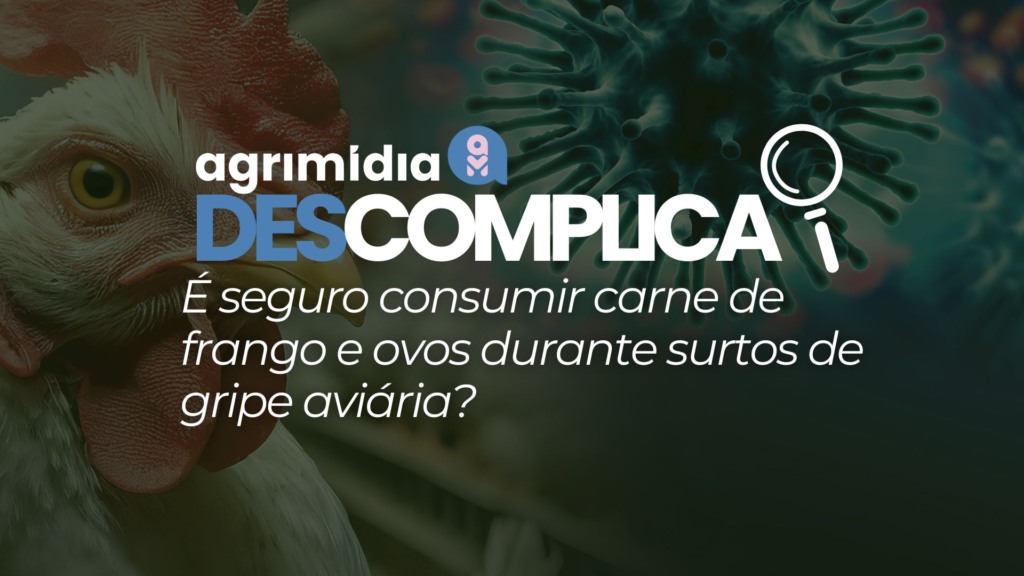 Agrimídia Descomplica: Curiosidade em foco – é seguro consumir carne de frango e ovos durante surtos de Influenza Aviária?