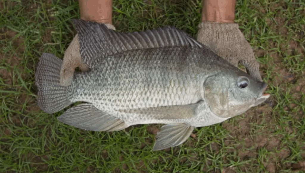 Produção de tilápias terá norma inédita de bem-estar animal