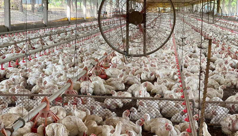 Tocantins descarta Influenza Aviária e animais seguem livres de doenças Tocantins descarta Influenza Aviária e animais seguem livres de doenças