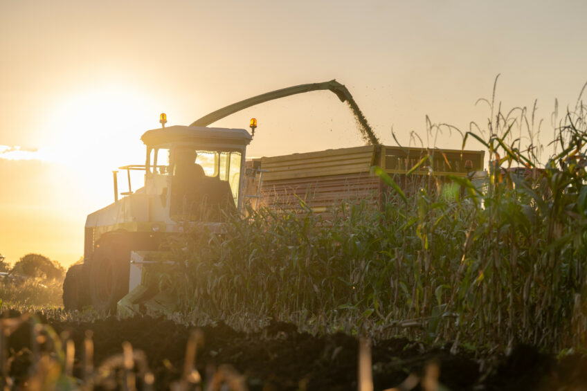 Crescimento do setor avícola aumenta consumo de milho no Paquistão