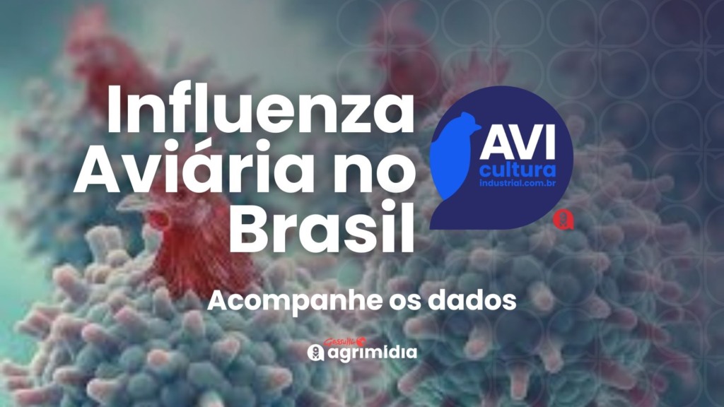 Influenza Aviária no Brasil: acompanhe os dados