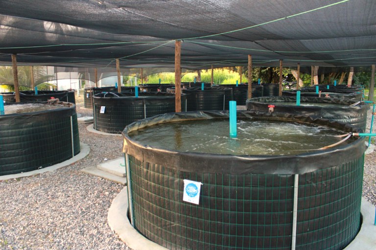 Fortalecimento da aquicultura no Ceará: capacitação, pesquisa e apoio à produção