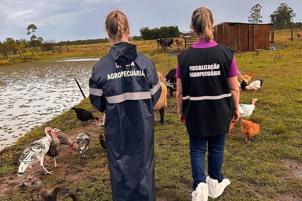 Rio Grande do Sul conclui 7ª vistoria em zonas de controle do foco de Influenza Aviária Rio Grande do Sul conclui 7ª vistoria em zonas de controle do foco de Influenza Aviária