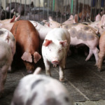 ABCS promove Escola de Gestores 2026 com foco em comportamento do consumidor e decisões estratégicas no mercado de proteínas ABCS promove Escola de Gestores 2026 com foco em comportamento do consumidor e decisões estratégicas no mercado de proteínas