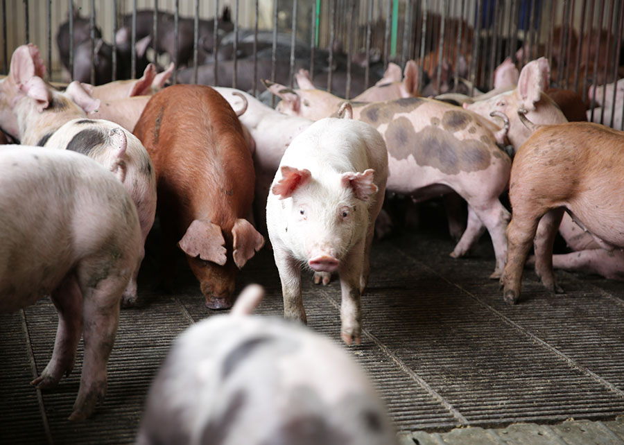 ABCS promove Escola de Gestores 2026 com foco em comportamento do consumidor e decisões estratégicas no mercado de proteínas