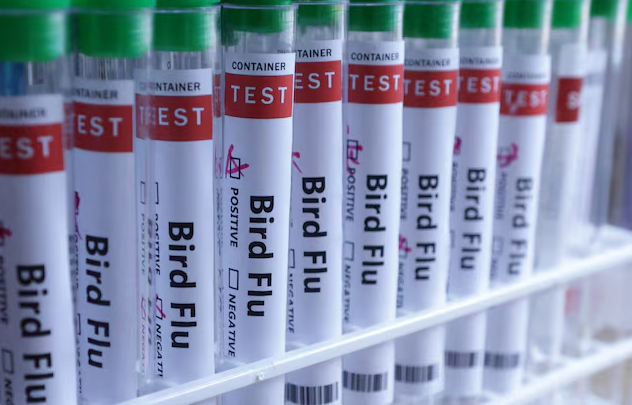 Letônia confirma Influenza Aviária em aves domésticas Letônia confirma Influenza Aviária em aves domésticas