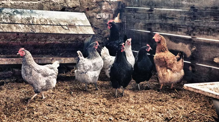 Governo restitui Centro de Operação de Emergência contra Influenza Aviária Governo restitui Centro de Operação de Emergência contra Influenza Aviária