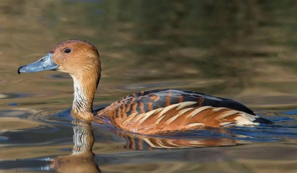 Estado de São Paulo registra primeiro caso de Influenza Aviária no ano Estado de São Paulo registra primeiro caso de Influenza Aviária no ano