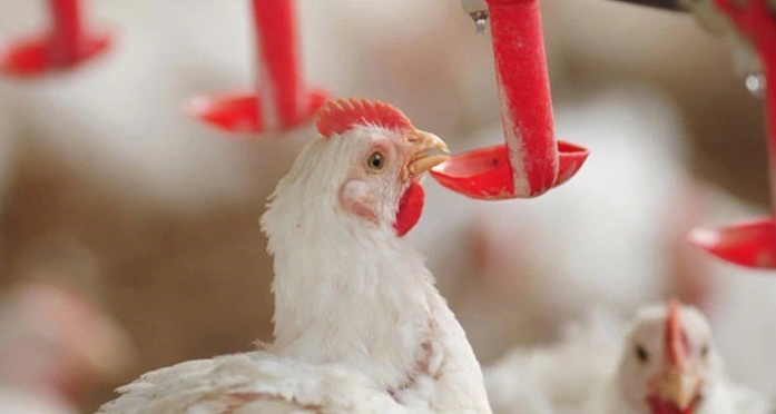 Chile reconhece Espírito Santo como zona livre da Doença de Newcastle