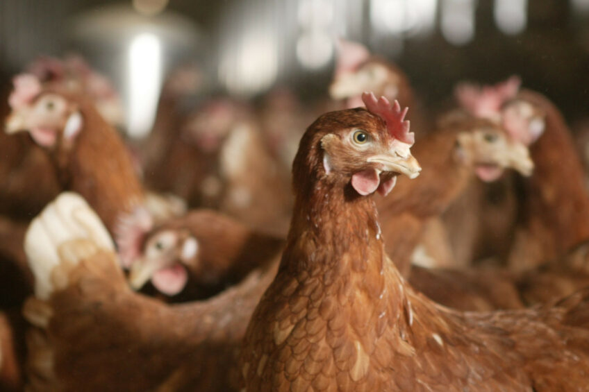 Quais raças de galinhas são mais adequadas para a produção de ovos sem gaiolas? Entenda