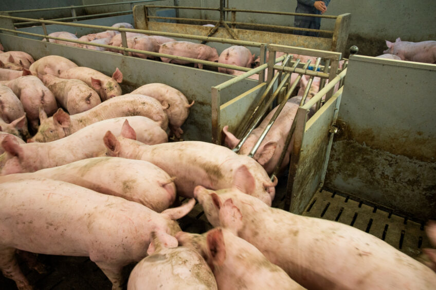 Tecnologia de água enriquecida com nano-oxigênio pode impulsionar a produção de suínos