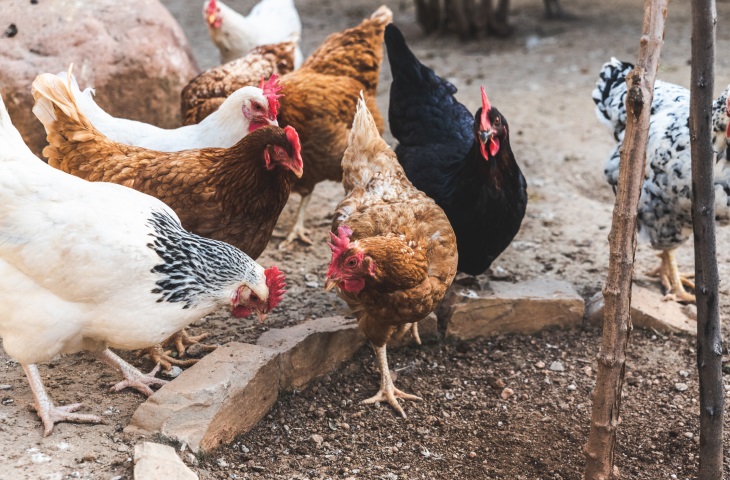 Produtores canadenses reduzem pegada de carbono e melhoram conversão alimentar