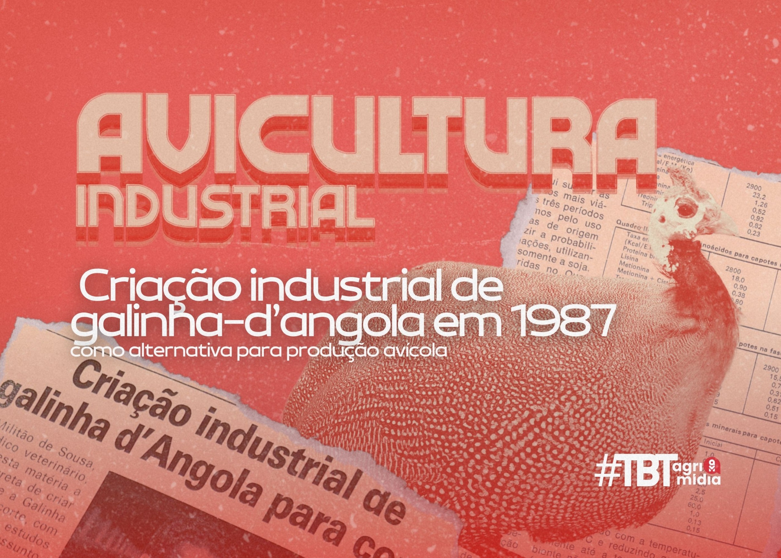 #TBT Agrimidia: Criação industrial de galinha-d’angola para corte como alternativa para produção avícola em 1987