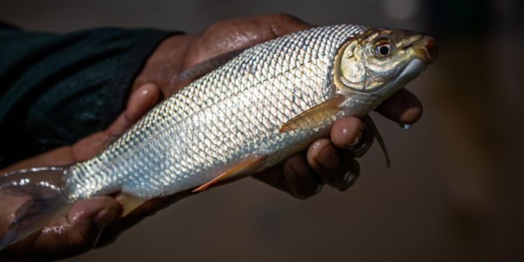 Você sabe qual é o peixe brasileiro mais desejado e exportado depois da tilápia? Entenda
