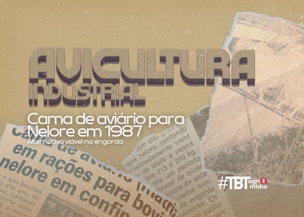 #TBT Agrimidia: Cama de aviário se mostra alternativa viável na engorda de bovinos Nelore em 1987