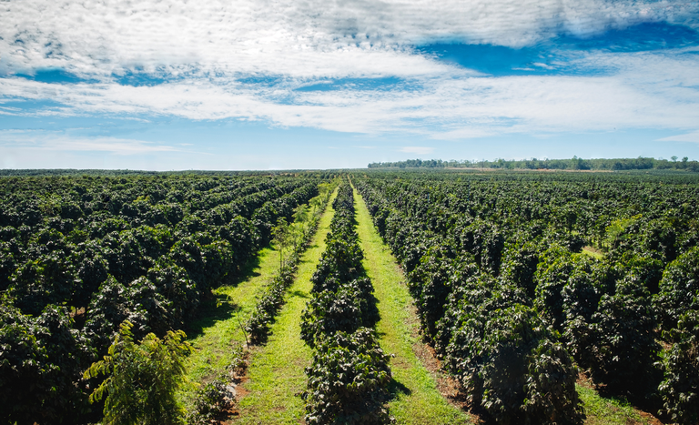 Crédito rural da safra 2024/2025 atinge R$ 330,9 bilhões no Brasil