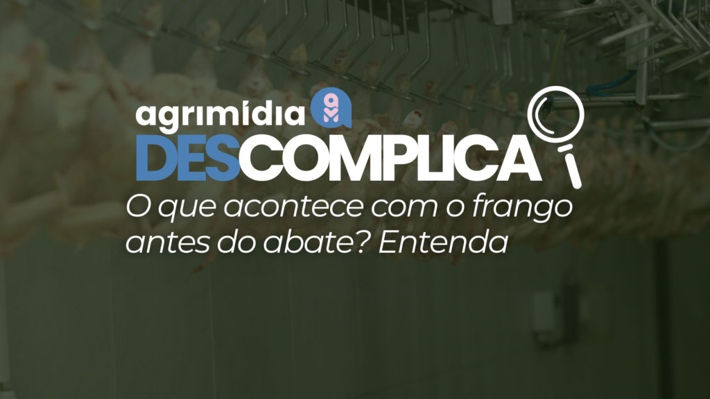 Agrimídia Descomplica: o que acontece com o frango antes do abate? Entenda