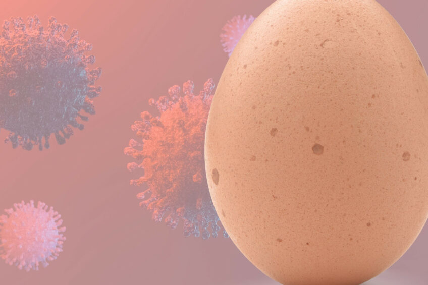 Organização Mundial do Ovo: vacinação essencial contra Influenza Aviária Organização Mundial do Ovo: vacinação essencial contra Influenza Aviária