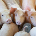 Suinocultura na Holanda recua com programas ambientais e reduz abates no início de 2026