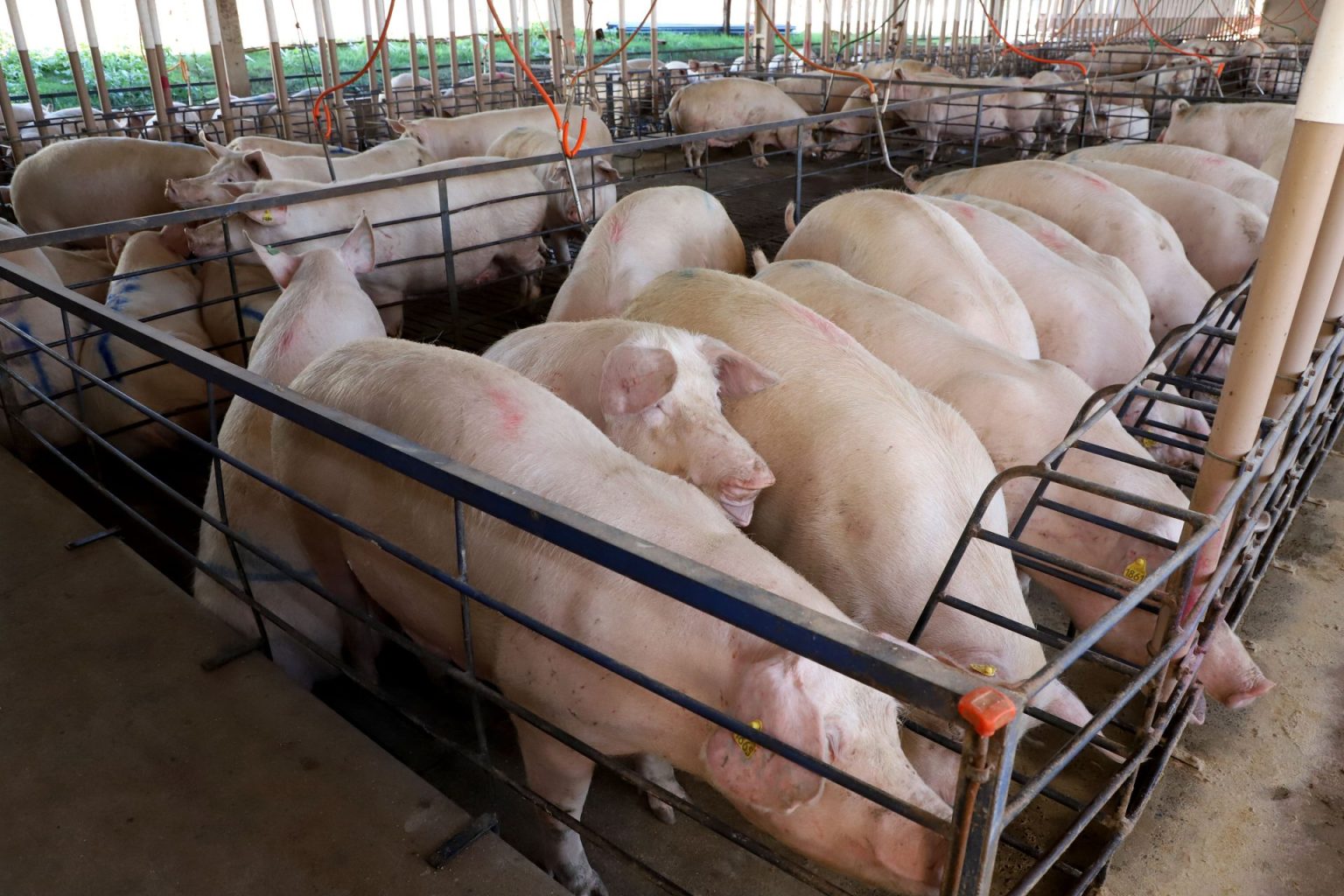 Rabobank projeta queda no rebanho global de matrizes e comércio instável de carne suína em 2026