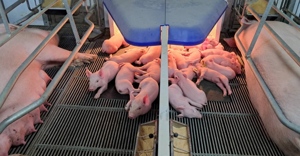 Suinocultura expande no Mato Grosso do Sul e consolida nova fronteira de produção