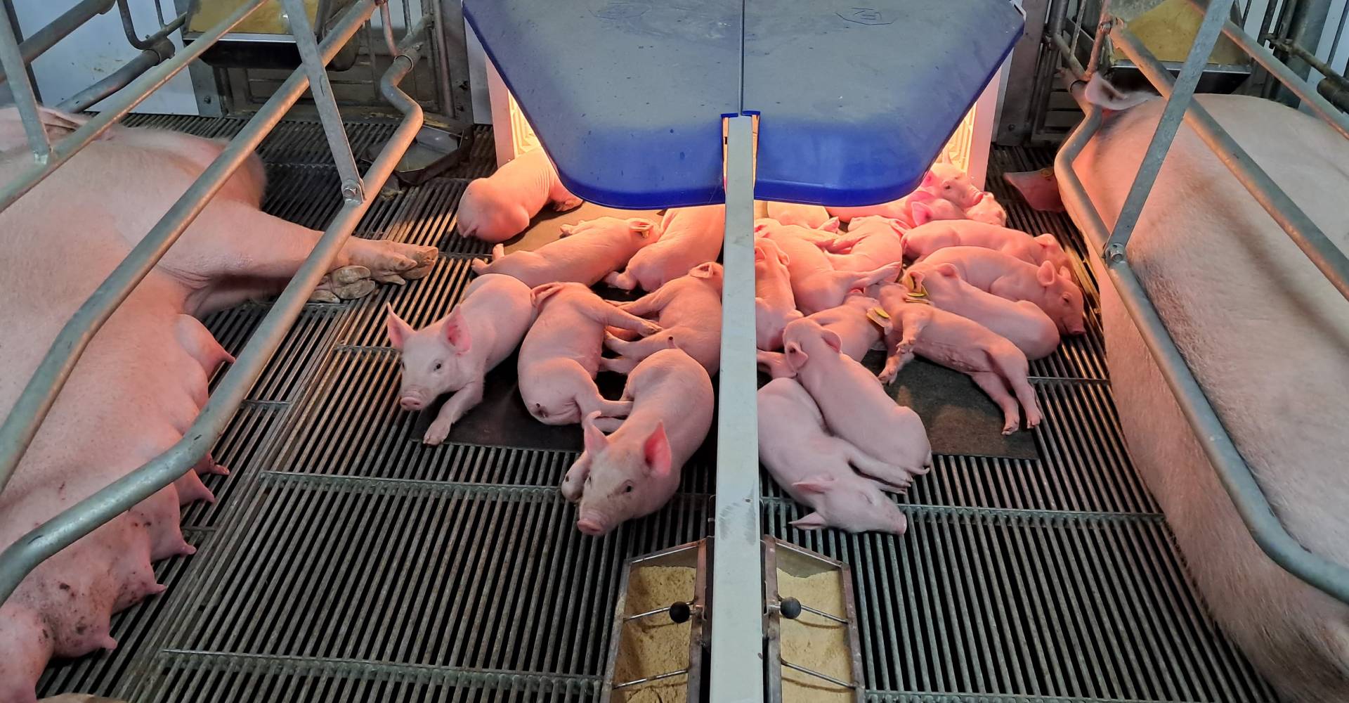Suinocultura expande no Mato Grosso do Sul e consolida nova fronteira de produção
