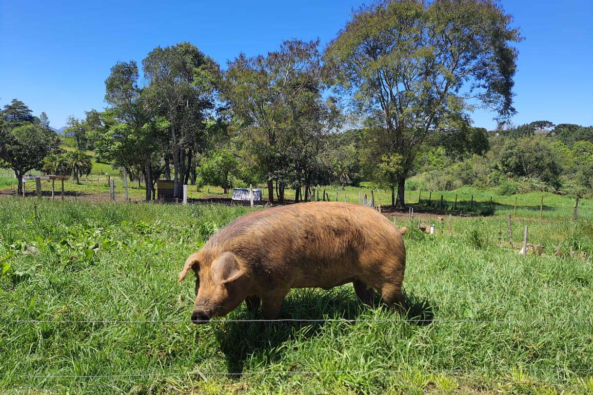 Adapar publica nova portaria com normas de biosseguridade para criações de suínos ao ar livre