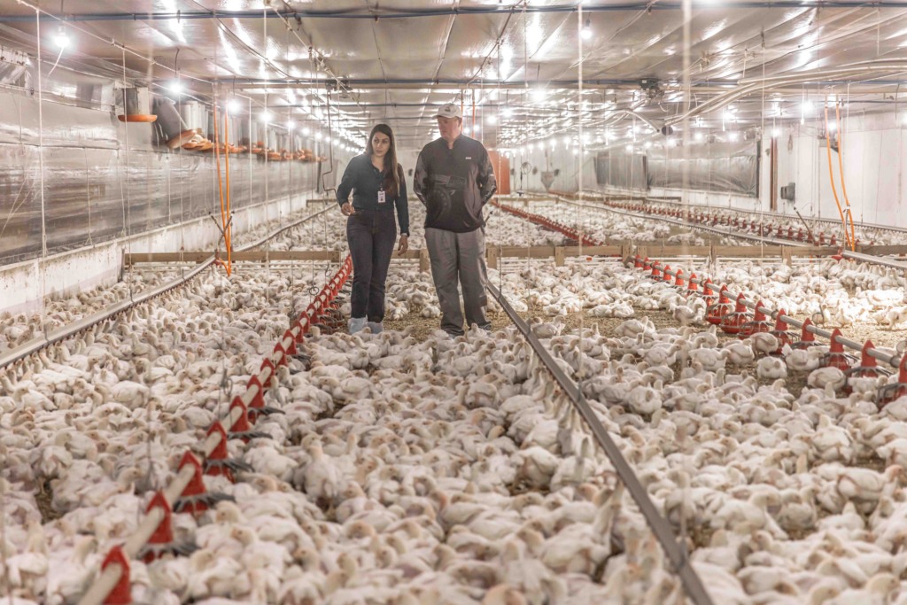 Aurora Coop investe R$ 1,4 bilhão em bem-estar animal e melhorias na produção