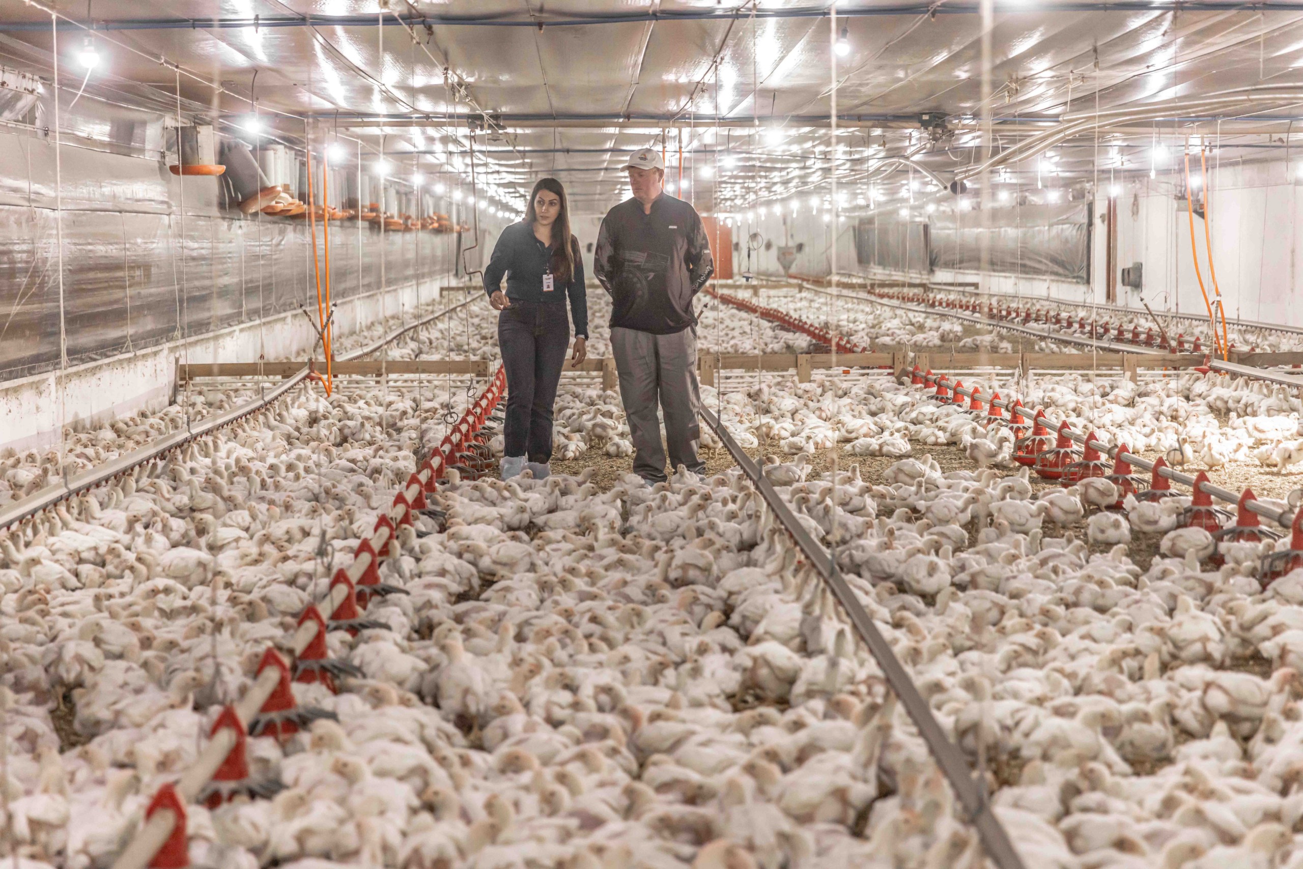 Aurora Coop investe R$ 1,4 bilhão em bem-estar animal e melhorias na produção