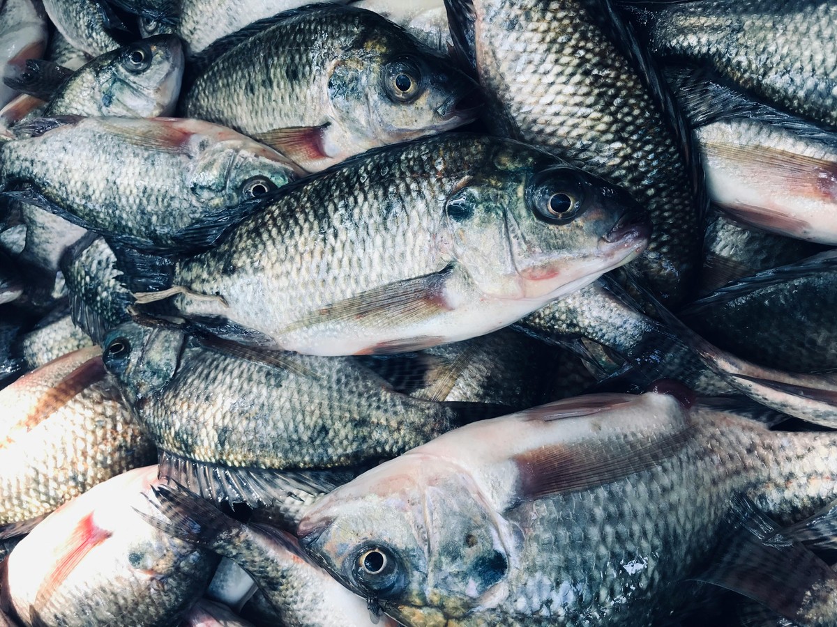 Setor de pesca suspende exportação de 1.500 toneladas para os Estados Unidos após anúncio de tarifa Setor de pesca suspende exportação de 1.500 toneladas para os Estados Unidos após anúncio de tarifa