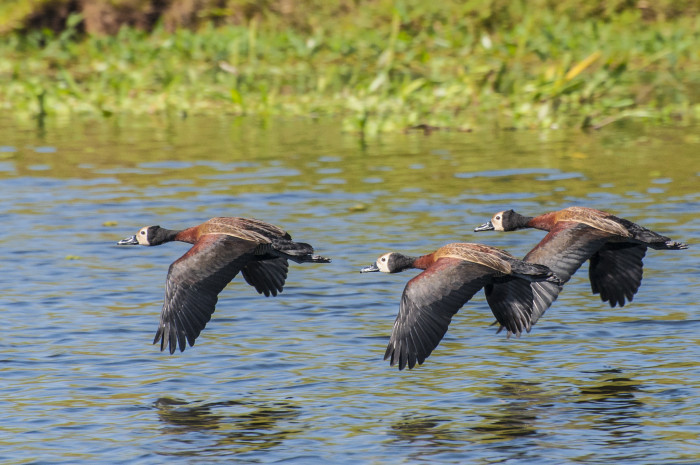 Influenza Aviária: após novo caso em ave silvestre, Defesa Agropecuária reforça conscientização