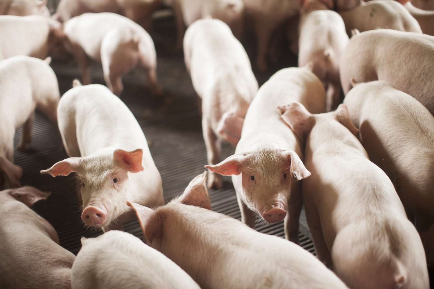 Santa Catarina bate recorde nas exportações de carne suína no primeiro semestre