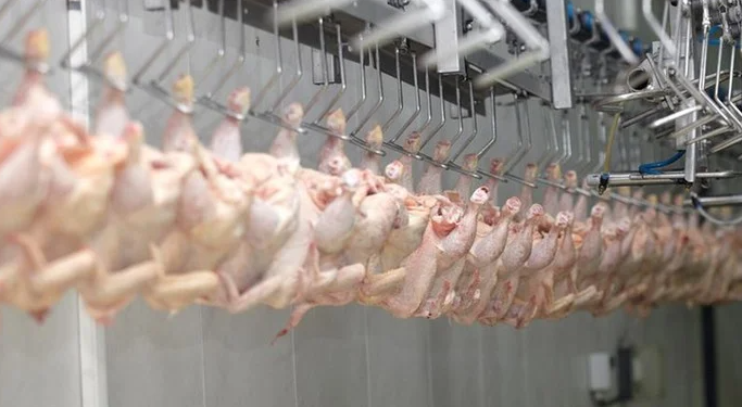 Influenza Aviária: África do Sul e Singapura retiram restrições à carne de aves brasileira