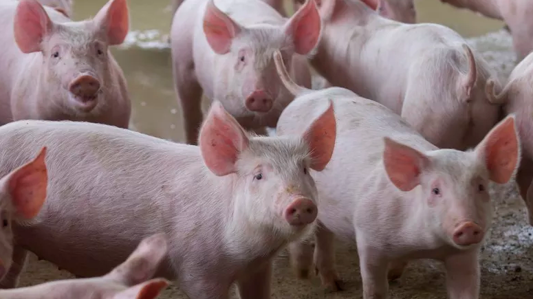 Parceria internacional: missão do Japão destaca força da suinocultura brasileira