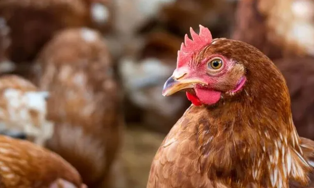 Caso de Influenza Aviária é confirmado em aves de subsistência em Santa Catarina