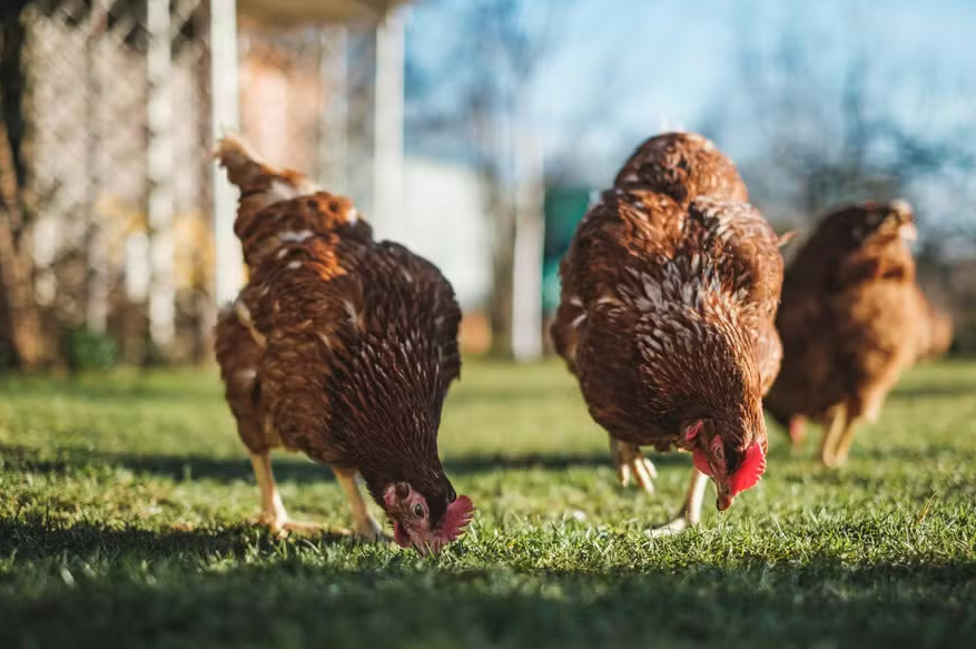 Influenza Aviária: Defesa Agropecuária adota medidas sanitárias em criação de subsistência