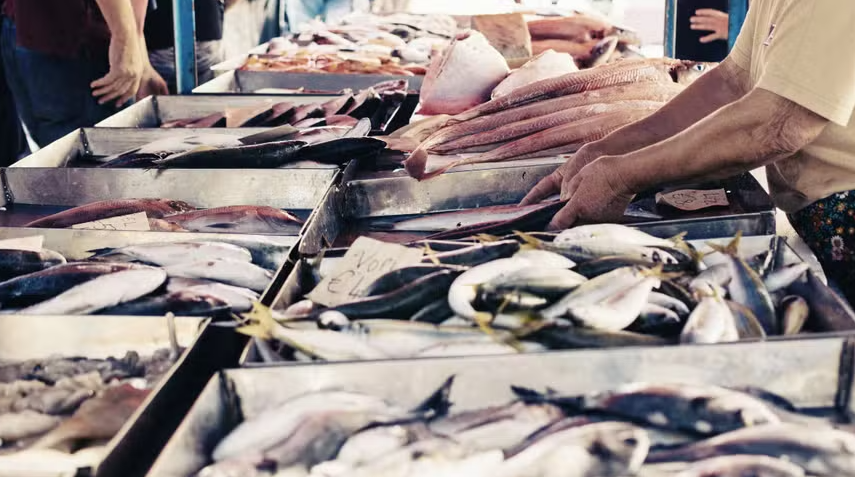 Indústria de pescado solicita crédito emergencial para amenizar impactos do ‘tarifaço’