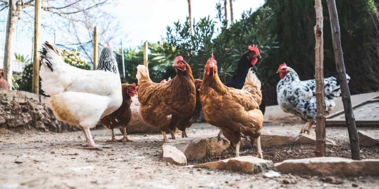 Sorocaba (SP) confirma caso de Influenza Aviária em criações de subsistência