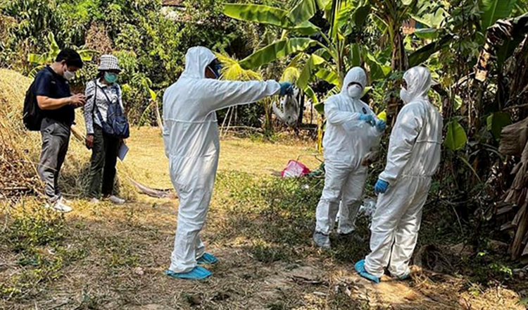 Camboja confirma casos de Influenza Aviária H5N1 em humanos Camboja confirma casos de Influenza Aviária H5N1 em humanos